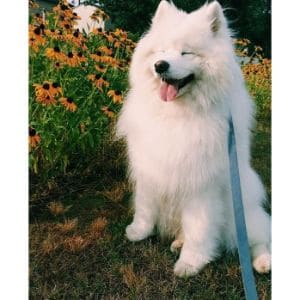 Conclusion-For-Best-Samoyed-Breeders-in-Texas