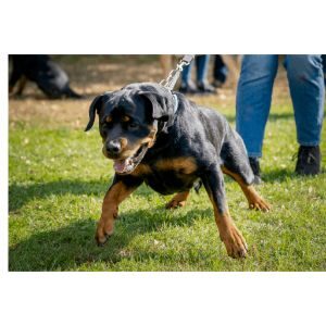 Conclusion For Best Shock Collars for Rottweilers