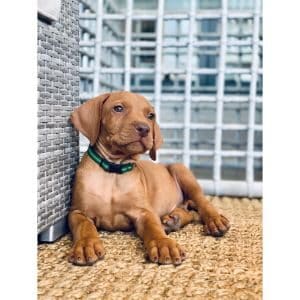 Conclusion-For-Best-Vizsla-Breeders-in-Michigan