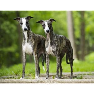 Conclusion-For-Best-Whippet-Breeders-in-Florida