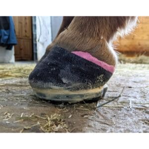 Conclusion-For-Do-Horse-Shoes-Hurt-Horses