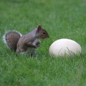 Conclusion-For-Does-A-Squirrel-Lay-Eggs