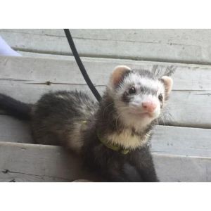 Conclusion-For-Ferrets-for-Sale-in-San-Antonio-–-Top-Breeders