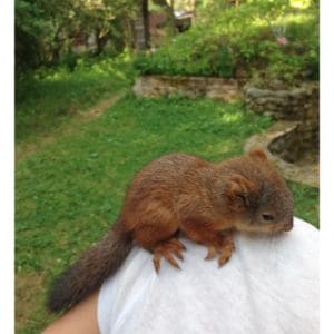 Conclusion-For-How-Long-Do-Squirrels-Live