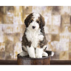 Conclusion-For-Top-Bernedoodle-Breeders-in-Massachusetts