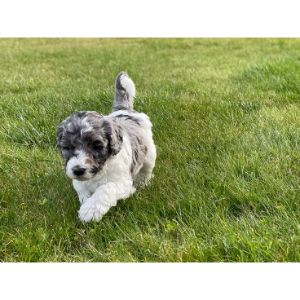 Conclusion-For-Top-Bernedoodle-Breeders-in-Rhode-Island