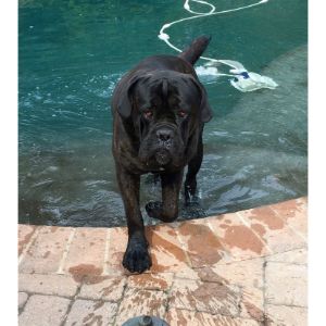 Conclusion-For-Top-Cane-Corso-Breeders-in-Colorado