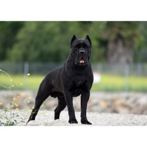 Conclusion-For-Top-Cane-Corso-Breeders-in-Rhode-Island