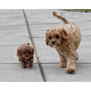 Conclusion-For-Top-Cavapoo-Breeders-in-Iowa