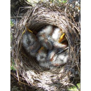 Conclusion-For-Why-Do-Birds-Throw-Babies-Out-of-the-Nest