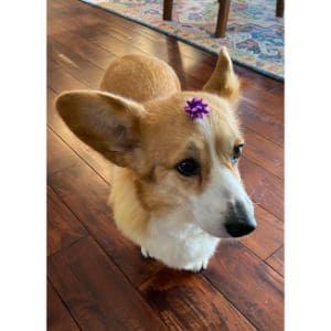 Conclusion-for-Best-Corgi-Rescues-in-Oregon
