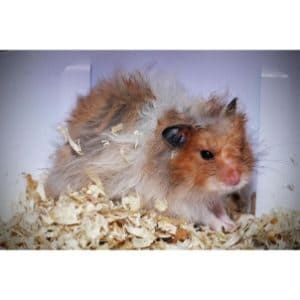 Considerations-for-Pet-Owners-Considering-a-Teddy-Bear-Hamster