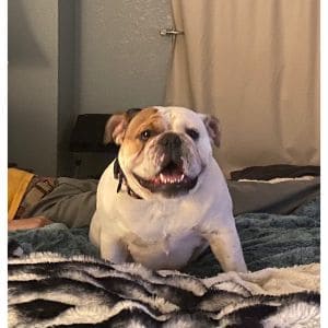 CoolzBullz-English-Bulldogs