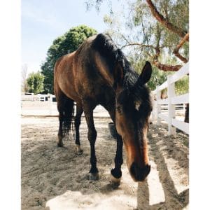 Dehydration-Treatment-for-Horses