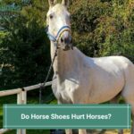 Do-Horse-Shoes-Hurt-Horses-template