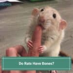 Do Rats Have Bones? (And What Do They Look Like?) (2023)