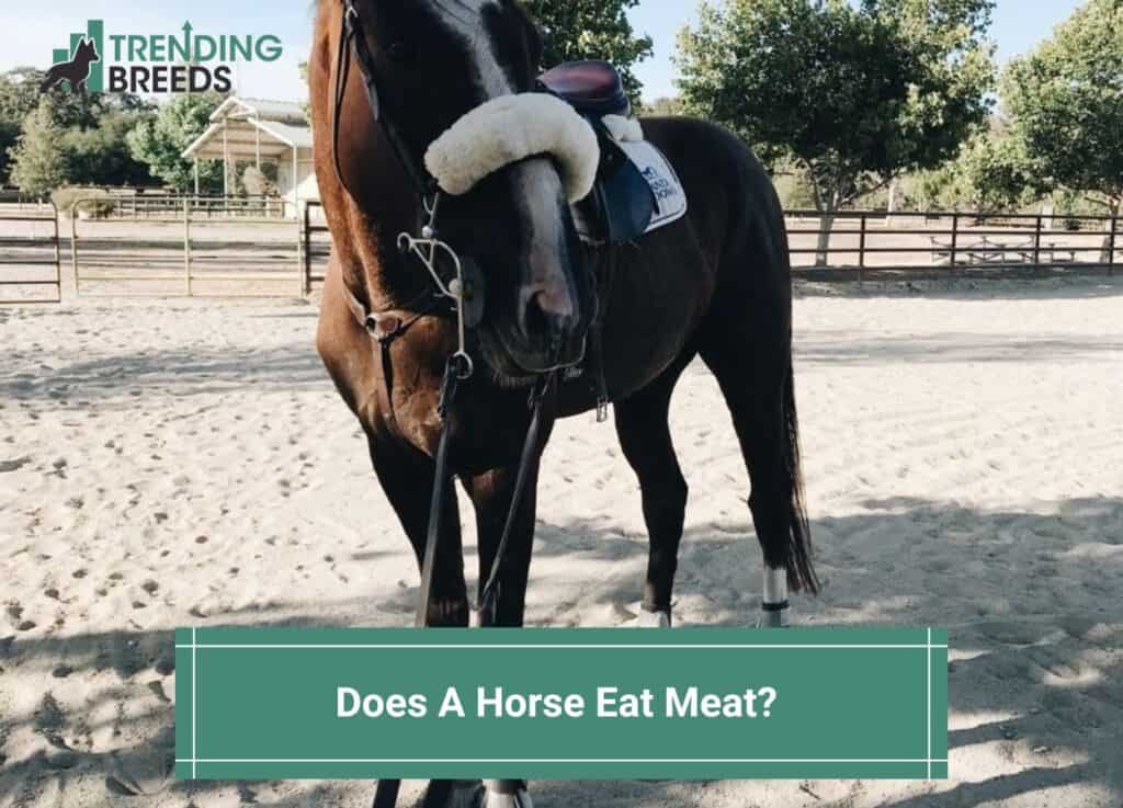 Can Horses Eat Meat? Discover the Surprising Truth