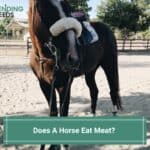 Does A Horse Eat Meat? (The Surprising Truth) (2023)