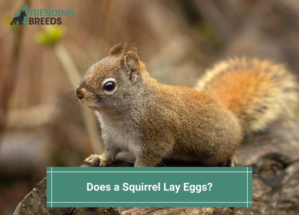 Does-a-Squirrel-Lay-Eggs-template