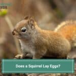 Does-a-Squirrel-Lay-Eggs-template