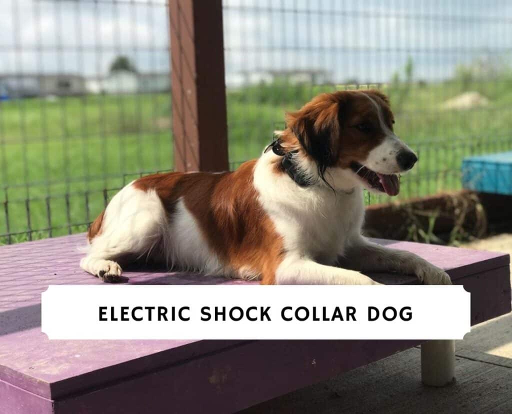 Electric Shock Collar Dog