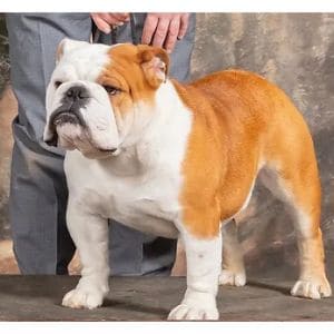 Exact-Classic-Bulldogs