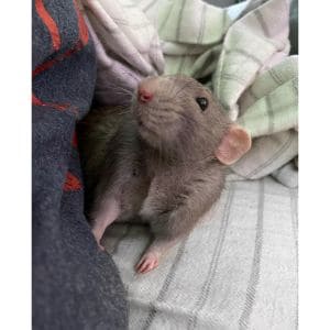 FAQs-About-Rats-And-Their-Bones