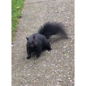 FAQs-About-Squirrels-And-Their-Lifespan
