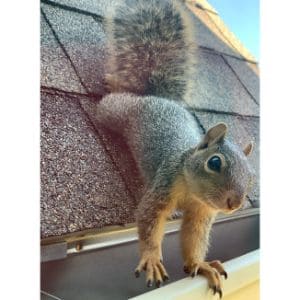 FAQs-About-Squirrels-Teeth