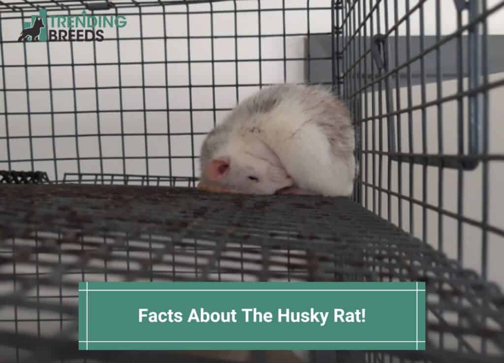 Facts-About-The-Husky-Rat-template