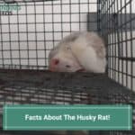 11 Facts About The Husky Rat! (2023)