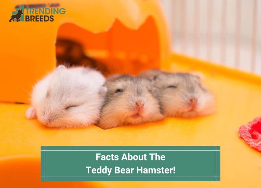 PetCare247 on X: All About the Syrian Teddy Bear #hamster: Housing,  Care, Toy and petting, Feeding, Lifespan and Are Teddy Bear Hamster Good  Family #pets?  / X