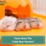 13 Facts About The Teddy Bear Hamster! (2023)