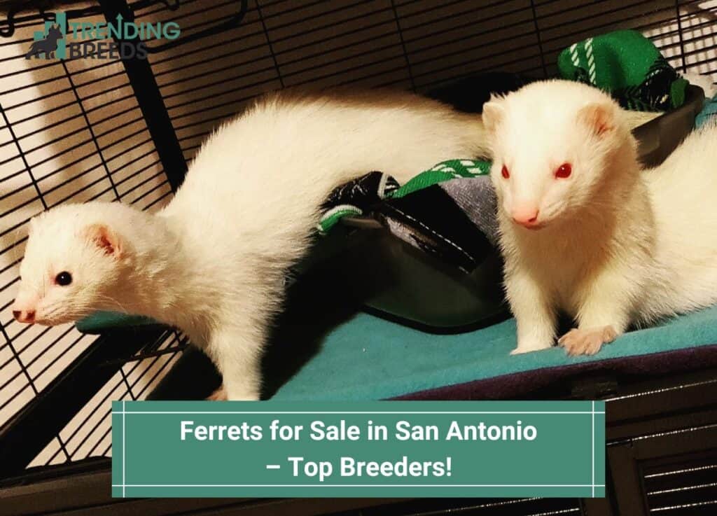 Ferrets-for-Sale-in-San-Antonio-–-Top-Breeders-template