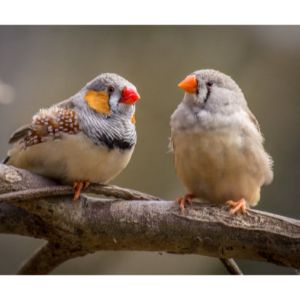 Finches