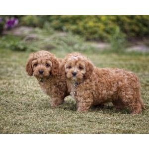 Foxglove-Farms-Cavapoo-Puppies