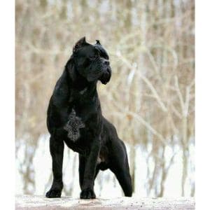 Frecon-Cane-Corso