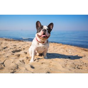 Goleta-Beach-Park