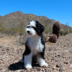 Grand-Canyon-Bernedoodles