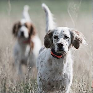 Great sportdog shock collars