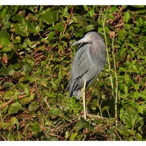 Green-Blue-Heron