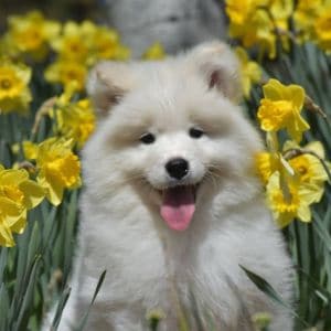 Happy-Samoyedland