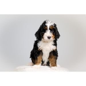 Haystack-Mountain-Bernedoodles