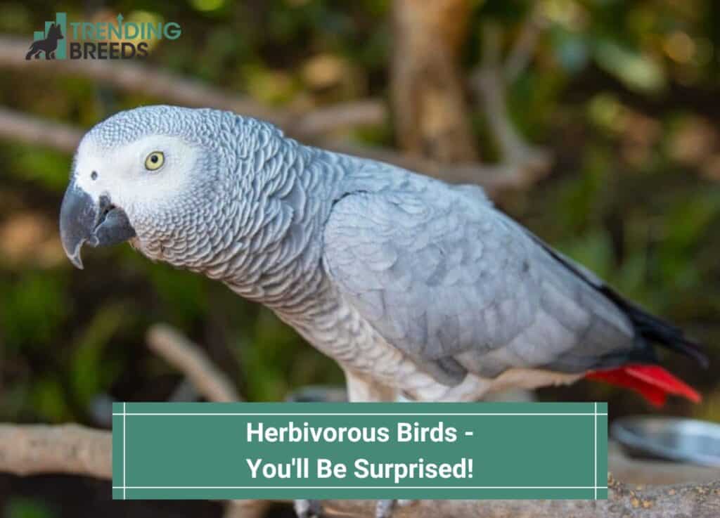 Herbivorous-Birds-Youll-Be-Surprised-template