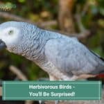 Herbivorous-Birds-Youll-Be-Surprised-template