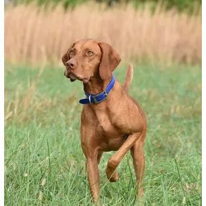 Hess-Farms-Vizslas