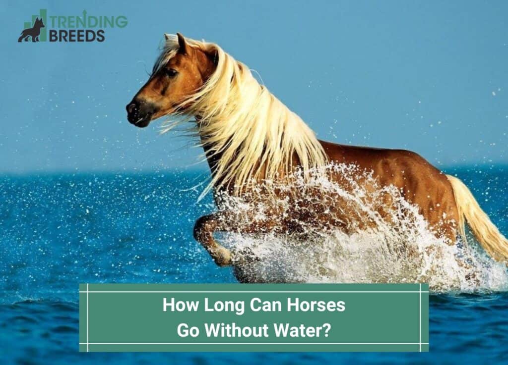 How-Long-Can-Horses-Go-Without-Water-template