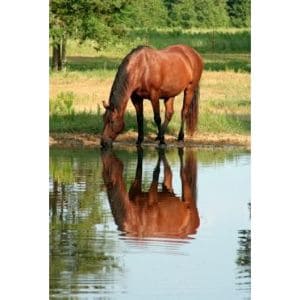 How-Long-Can-a-Horse-Go-Without-Water