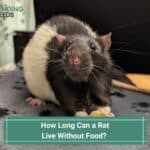 How Long Can a Rat Live Without Food? (2023)