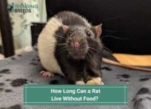How Long Can a Rat Live Without Food-template